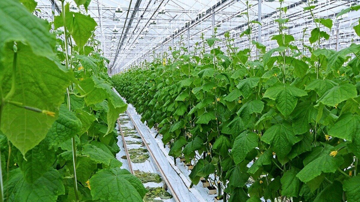Знакомый агроном рассказал, чем в промышленных теплицах обрабатывают огурцы в жару, чтобы паутинный клещ не испортил урожай - 05.06.26 07:22