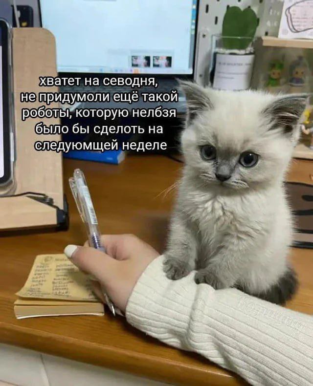 Котик фигни не скажет - 06.02.26 09:55