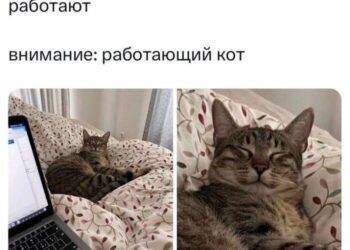 Работающий кот — 15.09.26 14:18