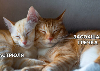 Как перестать тратить время на кухне. 3 бытовые привычки, которые пора менять