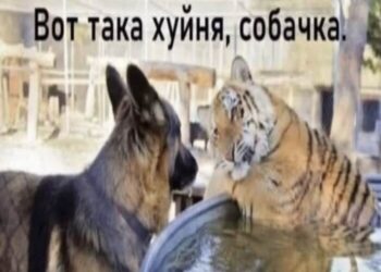 Ответ SergeyVZ в «Клиенты не оставляют чаевые» — 24.10.26 12:46