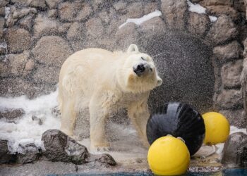 Кто обслуживает бассейн белого медведя? — 03.10.26 06:44