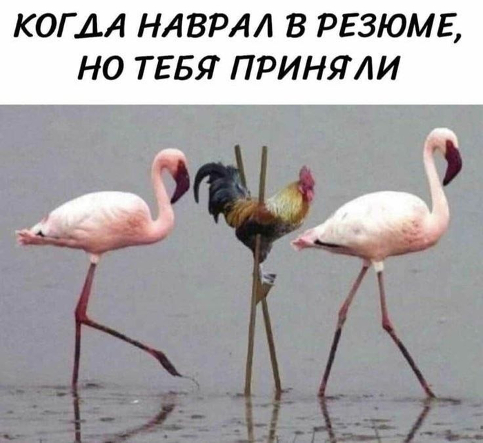 Назвался груздем - полезай в кузов... - 31.05.26 11:20