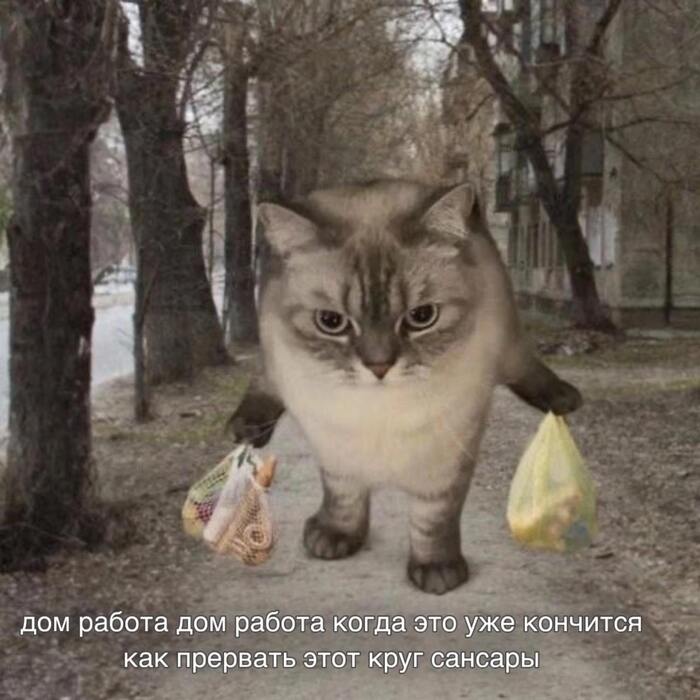 МемоКот - 22.10.26 10:16