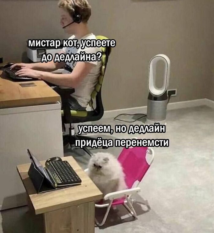 Где на такую работу устроиться, чтобы коллега был кот - 04.02.26 16:32