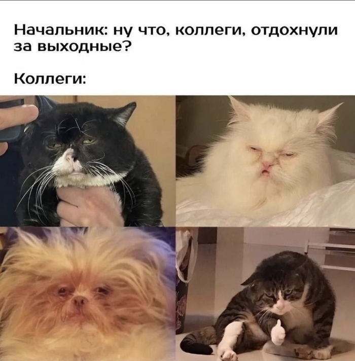 Коллеги после выходных - 07.04.26 15:33