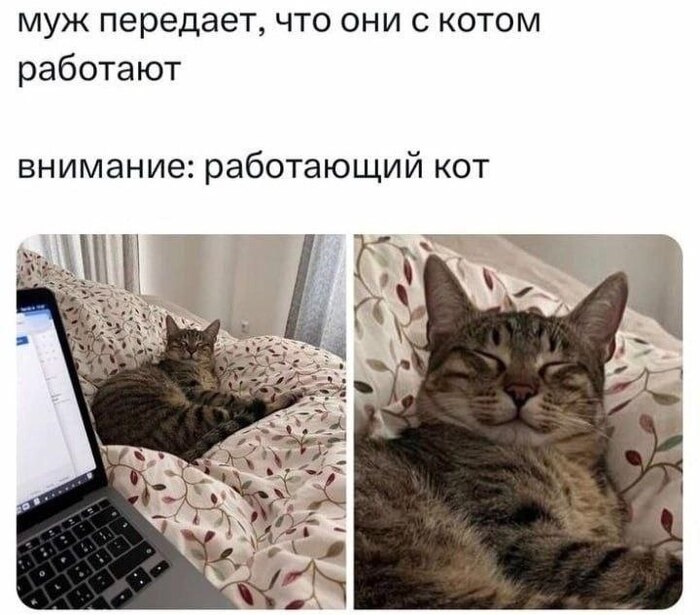Работающий кот - 15.09.26 14:18
