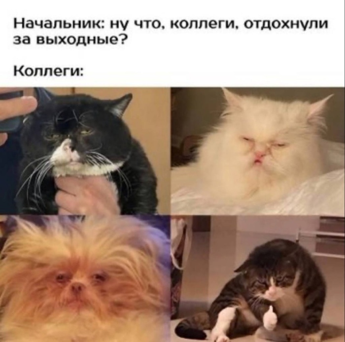 Понедельник — день... Да в целом хороший день, чтобы войти в рабочий режим. :) - 16.02.26 09:48
