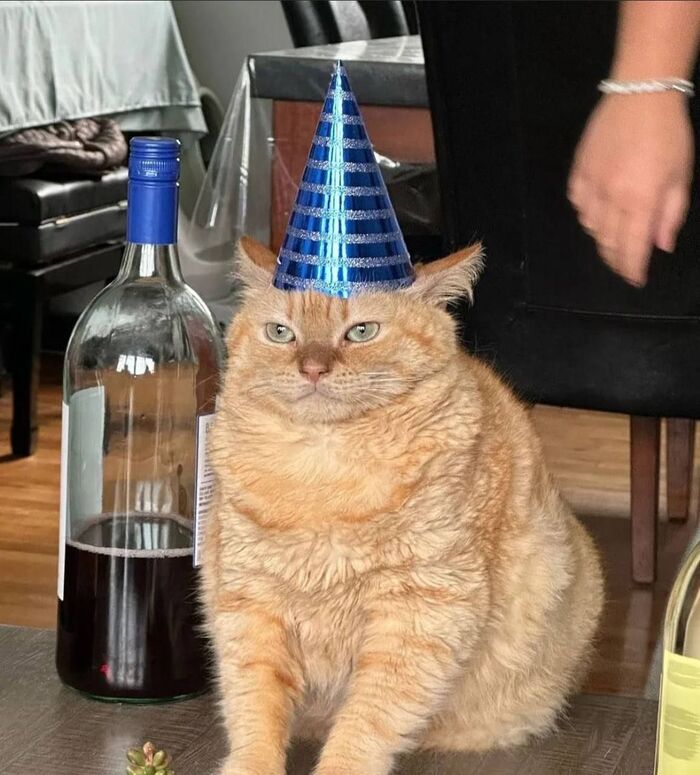 Котик — для привлечения внимания, карьерный кризис — ниже - 15.05.26 05:29