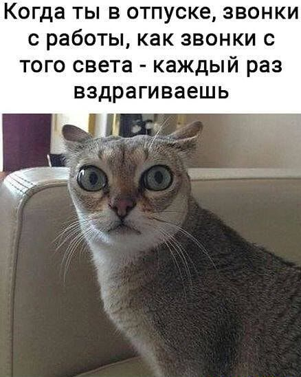 Исследование: 44% калининградских мужчин сердятся, когда жене звонят с работы во время отпуска - 08.09.26 15:55