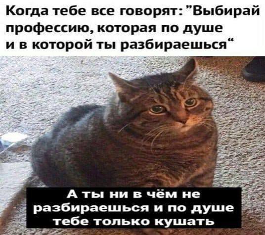 Работай котиком - 02.02.26 06:15